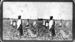 /assets/0000/0403/1361SG-1-AG-Cotton-02.jpg