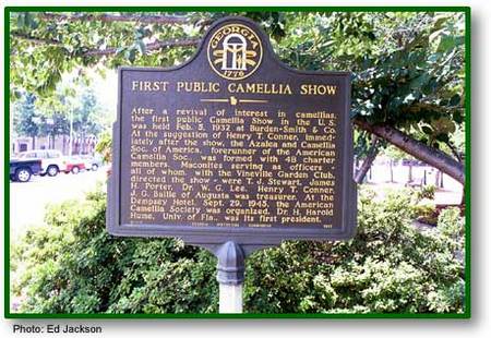 First Public Camellia Show