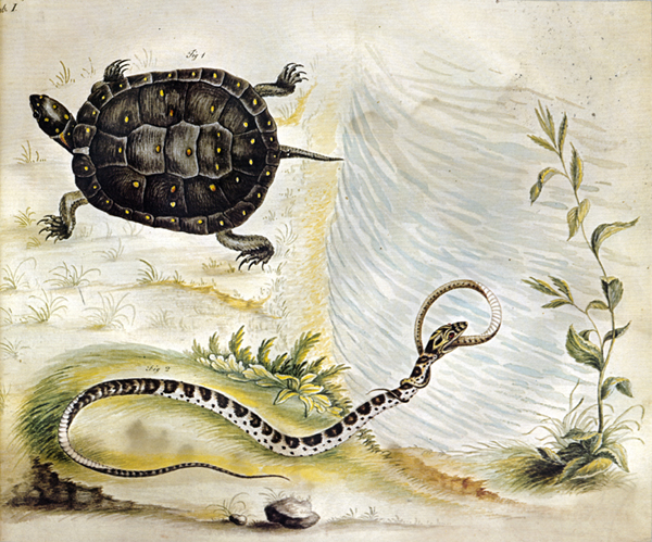 Bartram's Travels Turtle and Snake
