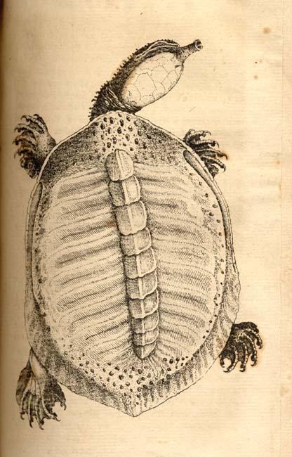 Bartram's Travels Turtle Bartram's Travels Turtle