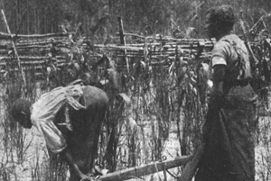 GHS Publications that Explore Race in American History